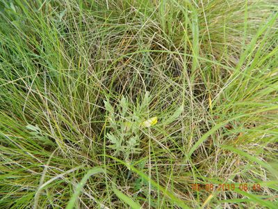 Cymbaria borysthenica, photographed by Galyna Mykytynets