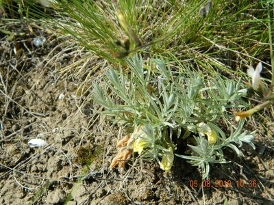 Cymbaria borysthenica, photographed by Galyna Mykytynets