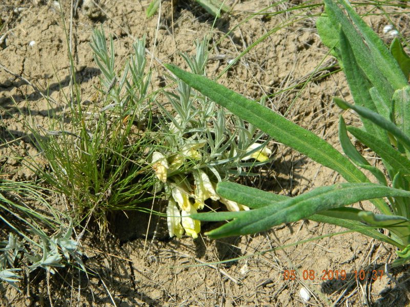 Cymbaria borysthenica, photographed by Galyna Mykytynets