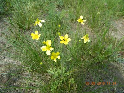 Ranunculus oxyspermus, photographed by Galyna Mykytynets