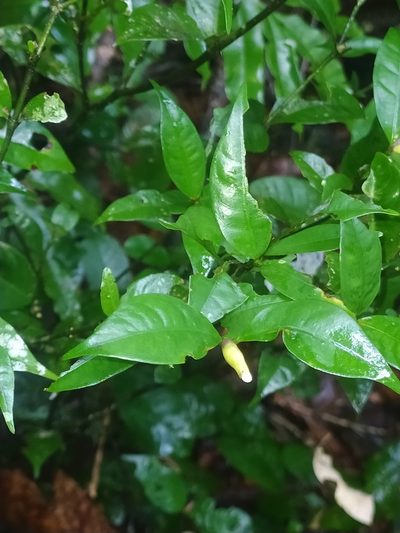 Palicourea oblonga, photographed by Guillaume Delaitre