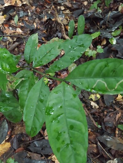 Faramea guianensis, photographed by Guillaume Delaitre