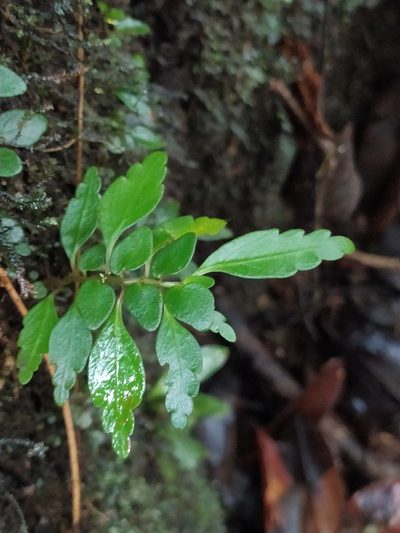 Pilea imparifolia, photographed by Guillaume Delaitre
