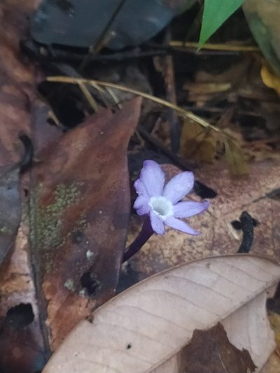 Voyria caerulea, photographed by Guillaume Delaitre