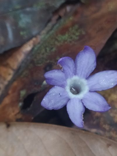 Voyria caerulea, photographed by Guillaume Delaitre