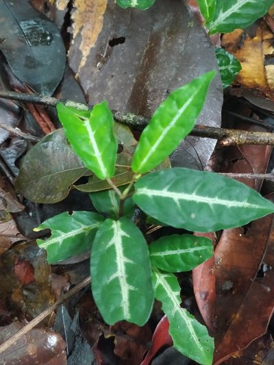 Piper consanguineum, photographed by Guillaume Delaitre