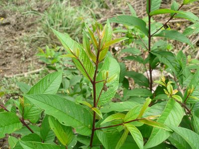Adenaria floribunda, photographed by Daniel A. Monsalve Ortiz