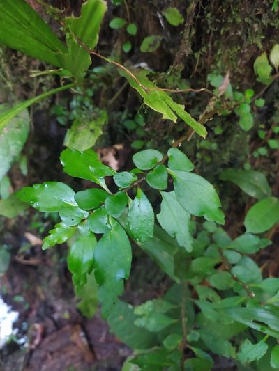 Pilea imparifolia, photographed by Guillaume Delaitre