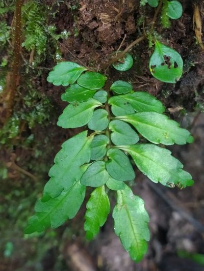 Pilea imparifolia, photographed by Guillaume Delaitre
