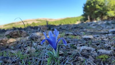Iris planifolia, photographed by Lamine Boussaha