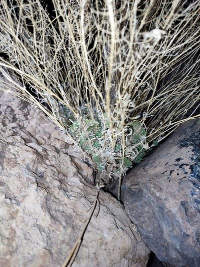 Descurainia bourgaeana, photographed by Valentin Moser