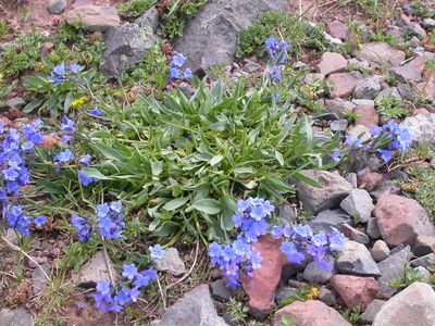 Mertensia tweedyi, photographed by Matt Lavin