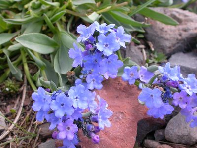 Mertensia tweedyi, photographed by Matt Lavin