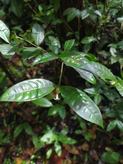 Palicourea oblonga, photographed by Guillaume Delaitre