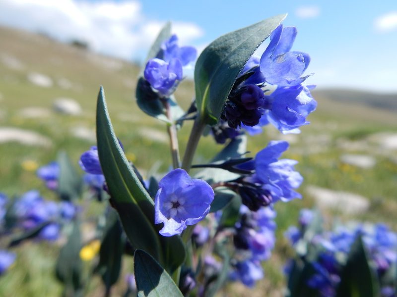 Mertensia tweedyi, photographed by Matt Lavin