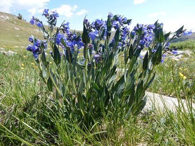 Mertensia tweedyi, photographed by Matt Lavin
