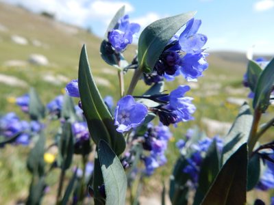 Mertensia tweedyi, photographed by Matt Lavin