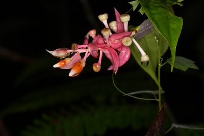 Cavendishia quereme, photographed by Trevor Van Loon