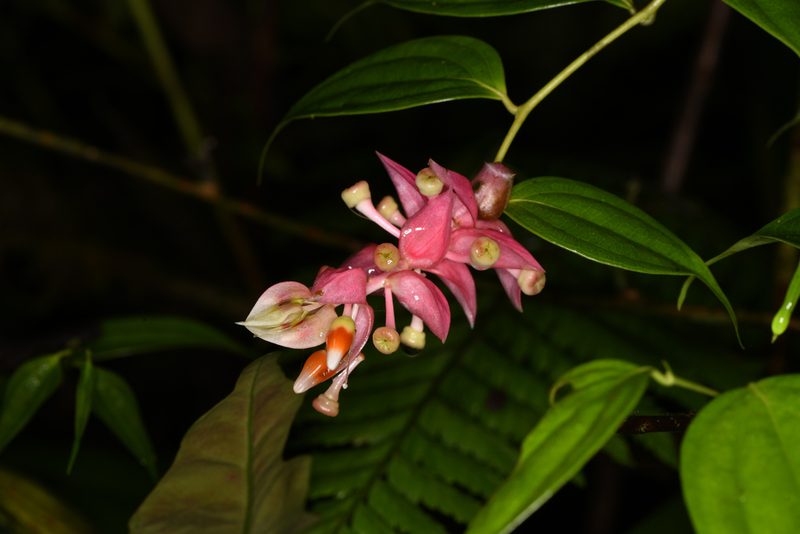 Cavendishia quereme, photographed by Trevor Van Loon