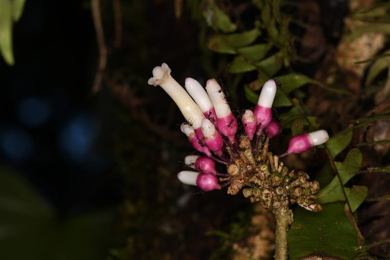 Schlegelia fastigiata, photographed by Trevor Van Loon
