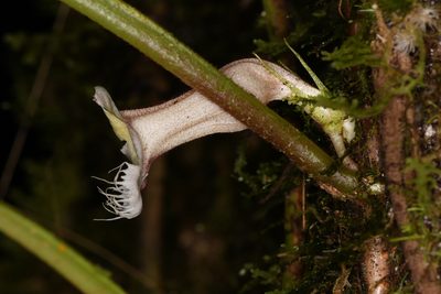 Paradrymonia ciliosa, photographed by Trevor Van Loon