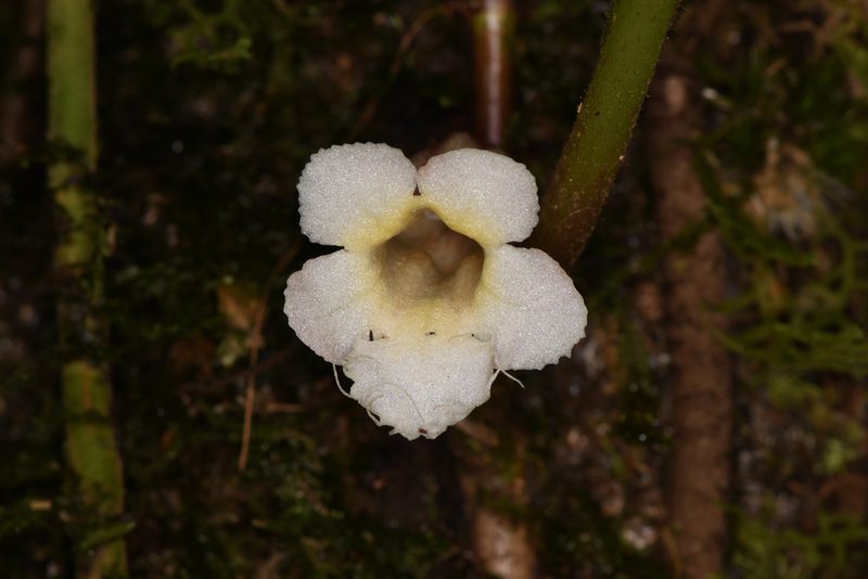 Paradrymonia ciliosa, photographed by Trevor Van Loon