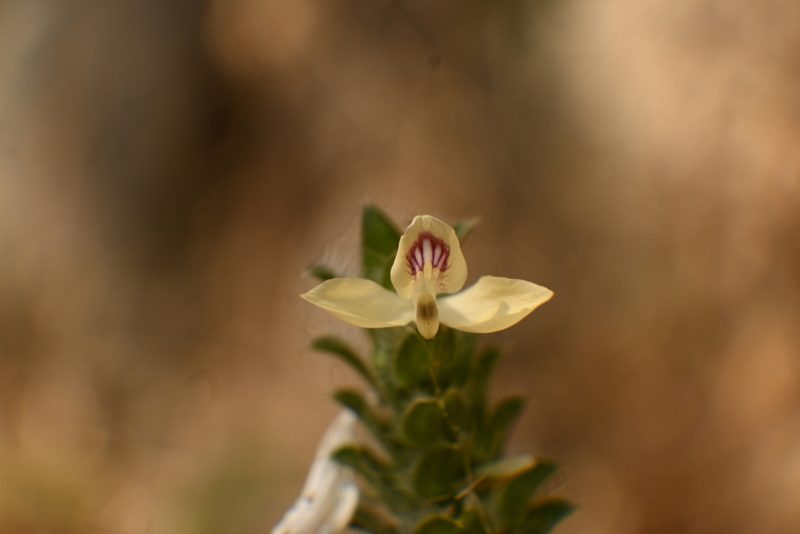 Tetramerium nervosum, photographed by Dante S. Figueroa