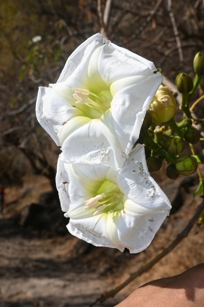 Ipomoea intrapilosa, photographed by Dante S. Figueroa
