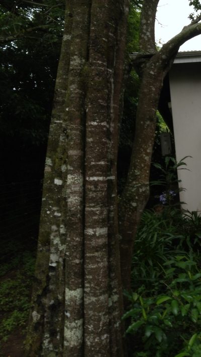 Donella viridifolia, photographed by Rosemary Harrison