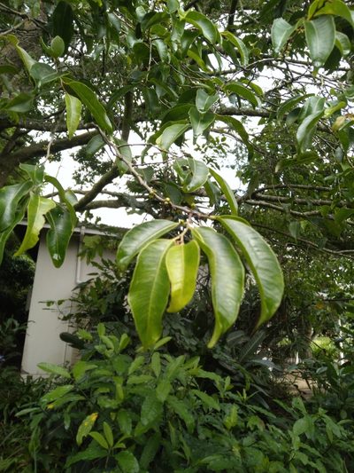 Donella viridifolia, photographed by Rosemary Harrison