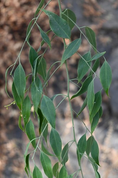 Agonandra racemosa, photographed by Dante S. Figueroa