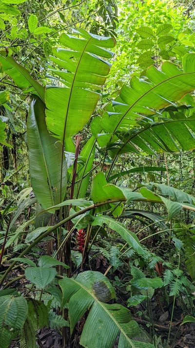 Heliconia lophocarpa, photographed by Trevor Van Loon