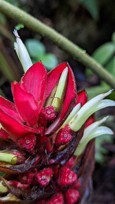 Heliconia lophocarpa, photographed by Trevor Van Loon