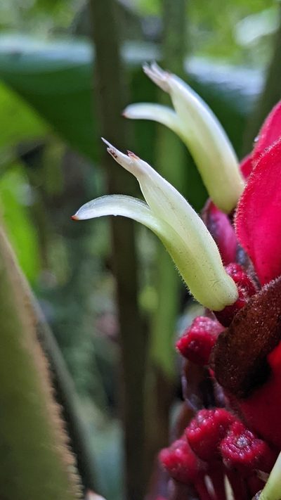 Heliconia lophocarpa, photographed by Trevor Van Loon