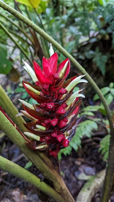 Heliconia lophocarpa, photographed by Trevor Van Loon