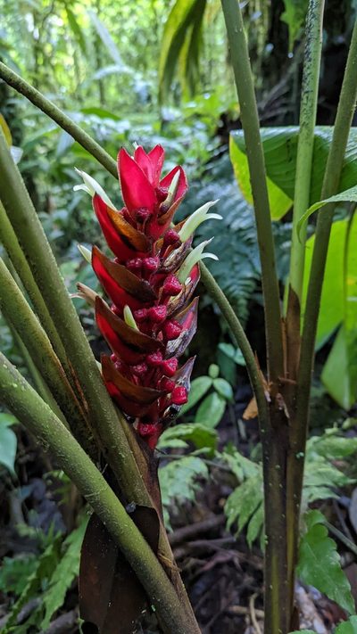 Heliconia lophocarpa, photographed by Trevor Van Loon