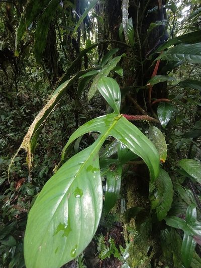 Philodendron squamiferum, photographed by Guillaume Delaitre