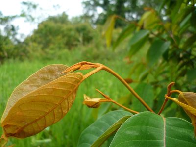 Vismia baccifera, photographed by Daniel A. Monsalve Ortiz
