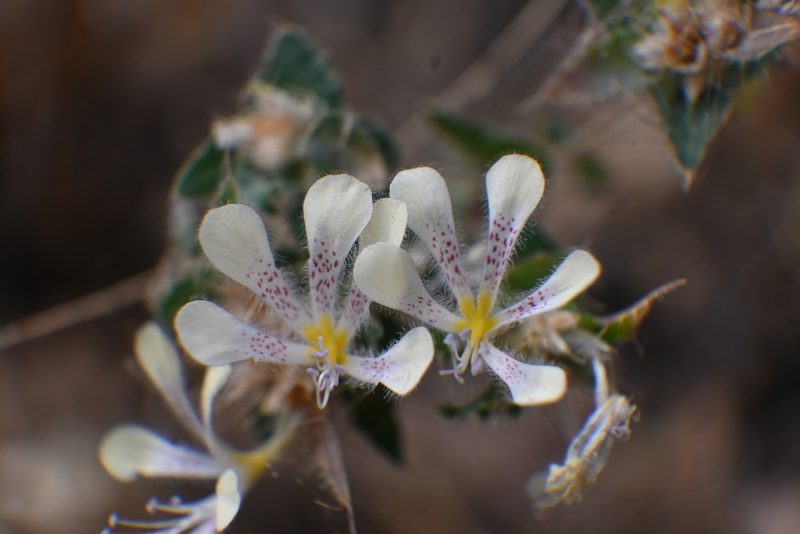 Loeselia amplectens, photographed by Dante S. Figueroa