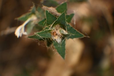 Loeselia amplectens, photographed by Dante S. Figueroa