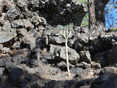 Kleinia neriifolia, photographed by Valentin Moser
