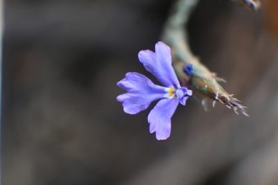 Elytraria imbricata, photographed by Dante S. Figueroa