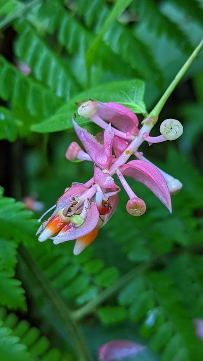 Cavendishia quereme, photographed by Trevor Van Loon