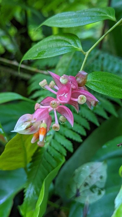 Cavendishia quereme, photographed by Trevor Van Loon