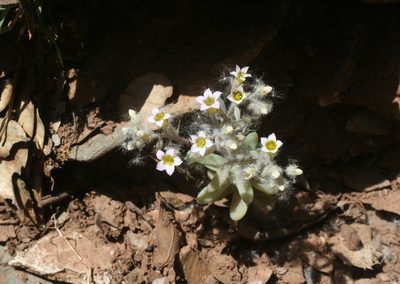 Sedum mucizonia, photographed by Oleg Kosterin