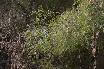 Otatea acuminata, photographed by Dante S. Figueroa