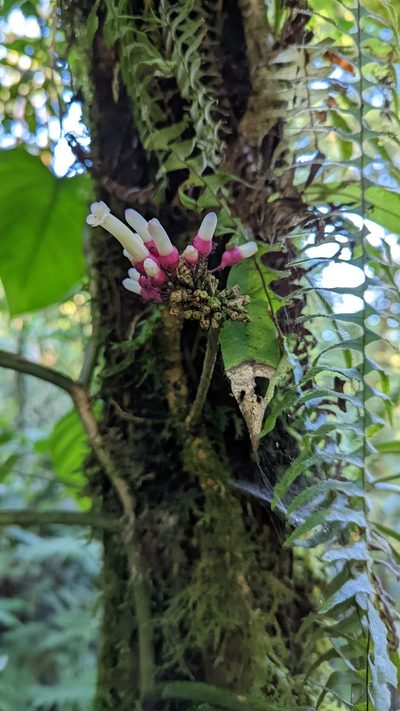 Schlegelia fastigiata, photographed by Trevor Van Loon