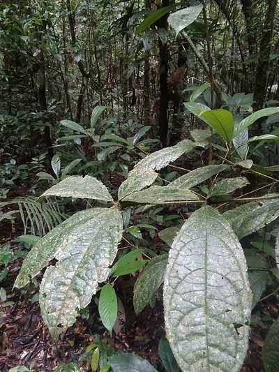 Cordia nodosa, photographed by Guillaume Delaitre