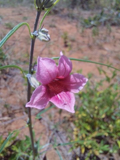 Sesamum alatum, photographed by Manuel R Popp