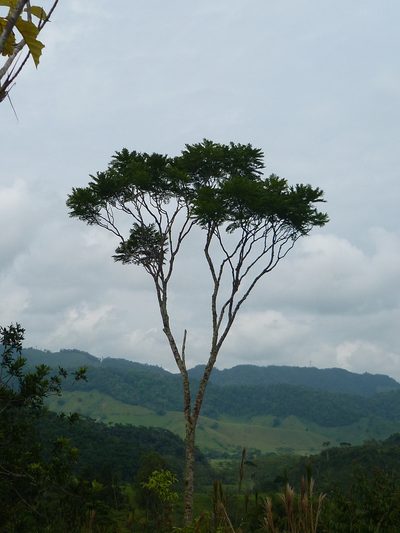 Jacaranda copaia, photographed by Daniel A. Monsalve Ortiz